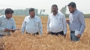 जिलाधिकारी ने की गेहू की क्रॉप कटिंग