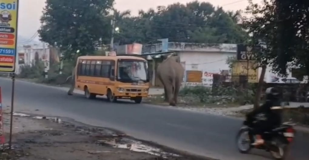 हाथियों ने स्कूली बच्चों से भरी एक स्कूल बस को दोनों ओर से घेरा